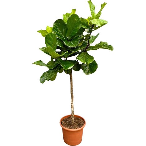 Ficus Lyrata XXL - Figuier Lyre Plante d'Intérieur - Vert Foncé - Hauteur 200 cm - ø40 cm - PANGIVO