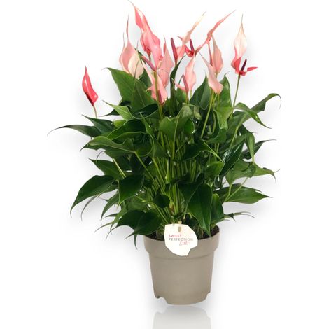 Gardenaria Anthurium 'Lilli' - Pianta da interno ornamentale - Altezza: 40 cm (vaso 14) (1/3)