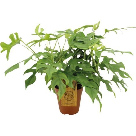 Monstera Minima - Plante Verte d'Intérieur - Feuilles Découpées - Pot Ø15cm - Hauteur 40cm - PANGIVO (1/4)