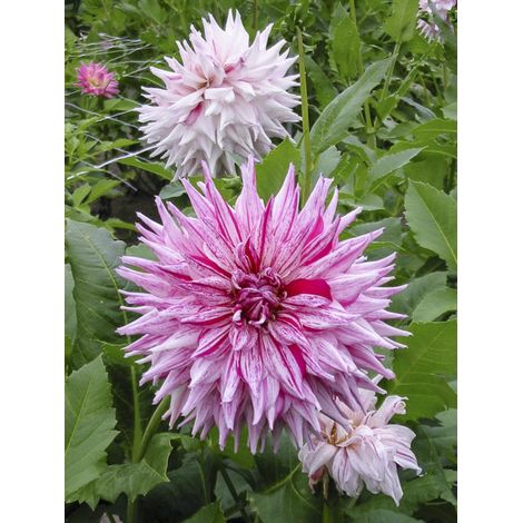 Dahlia semi-cactus 'Mick's Peppermint' Bulbe calibre I