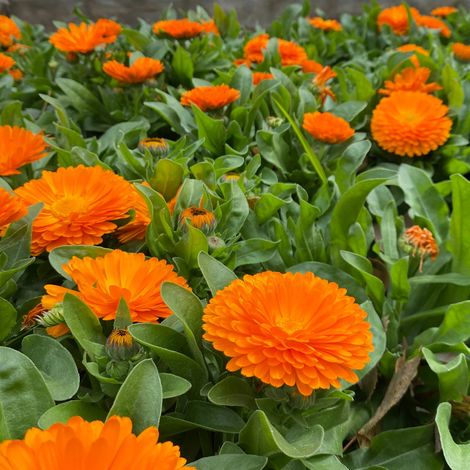 500 Graines de Souci – Calendula Officinalis Pacific Beauty, Fleurs Colorées, Pots et Terrasse (1/4)