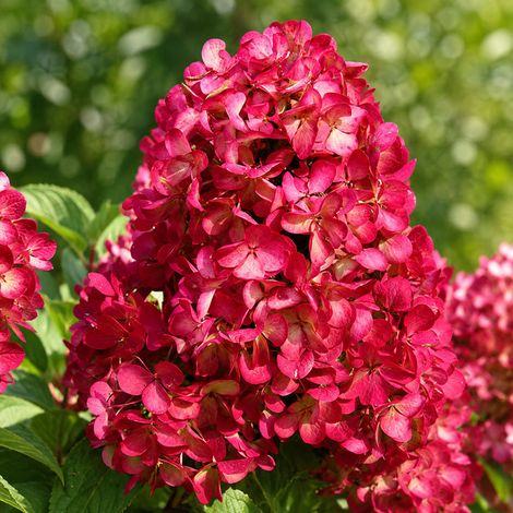 Gardenaria Ortensia - Hydrangea Paniculata 'Diamant Rouge' - Pianta acidofila ornamentale da esterno - Altezza: 40/50 cm (vaso19) (1/2)