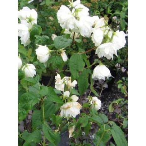 Seringat 'Snowbelle' Pot de 7,5L/10L (1/3)