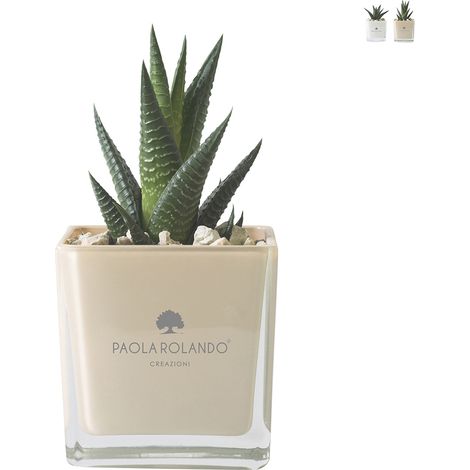 Paola Rolando pianta grassa bomboniera con vaso di vetro a cubo Sogno - Beige