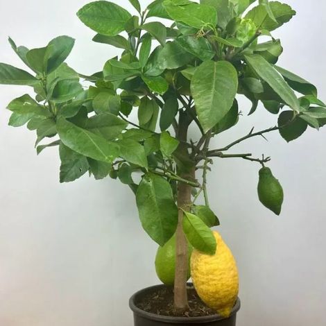 Citronnier des 4 saisons (Citrus limon)
