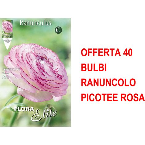 BULBI AUTUNNALI OFFERTA 40 BULBI RANUNCOLO PICOTEE ROSA BULBI