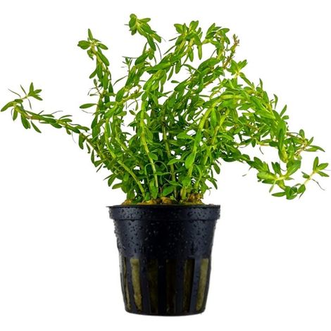 Aquariumpflanze Rotala sp. 'Nanjenshan' (Boschii) Nr.333N