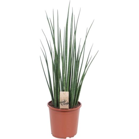 Sansevieria Mikado Plante d'Intérieur Dépolluante Langue de Belle-mère Pot Ø19 cm Hauteur 70 cm - PANGIVO (1/4)