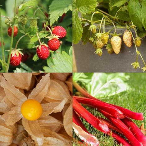 Fruit Seed Set: Fruit Vegetable Seeds with 8 Varieties of Fruit Plants for Garden and Balcony - Fruit Seed Kit (1/2)