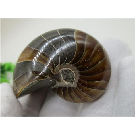 Cadeau for la Famille Cristaux de Quartz rares naturels Perroquets polis d'escargot de mer Pierre Naturelle Cristal Artisanat Pierre Porte-Bonheur Collections de la Maison (1/5)
