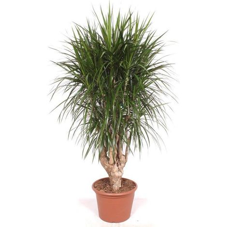 Dracaena Marginata Ramifié XXL Plante d'Intérieur Verte Hauteur 190 cm Pot Ø 40-45 cm - PANGIVO