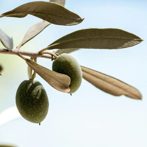 PIANTA DI ULIVO NOCELLARA MESSINESE da mensa in vaso 20/fitocella età 2/3 anni