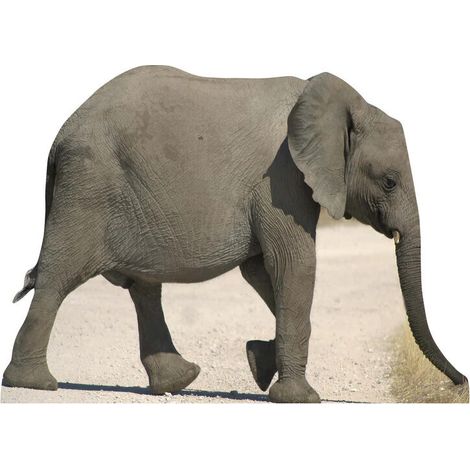 Figurine en carton Éléphanteau - bébé éléphant Haut 114 cm (1/4)