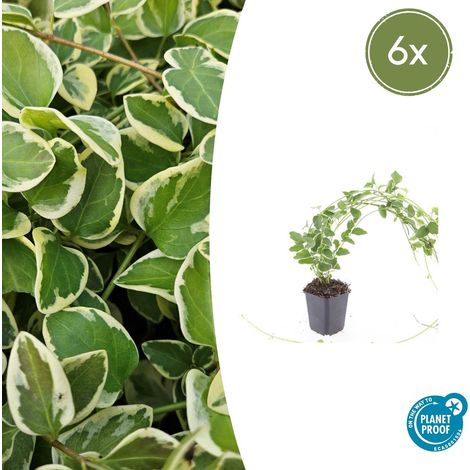 Lot de 6 Vinca major 'Variegata' - Grande Pervenche Panachée Couvre-sol Persistant - 10-25 cm Ø 9 cm - PANGIVO (1/5)