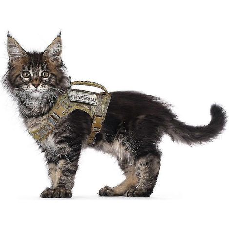 Sangle tactique en nylon pour chat, réglable, ensemble collier de poitrine, convient aux chiots et chatons (1/4)