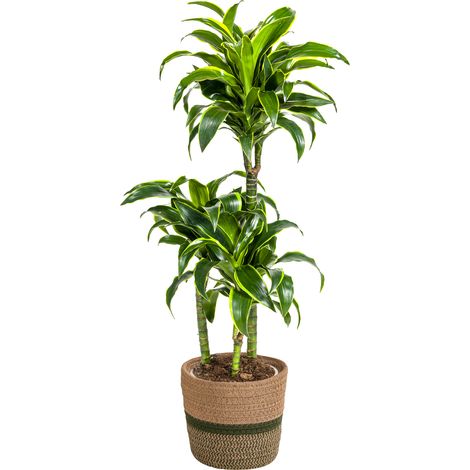 Dracaena Deremensis Dorado Plante Verte d'Intérieur Décorative Pot Ø21 cm 100-120 cm - PANGIVO (1/5)