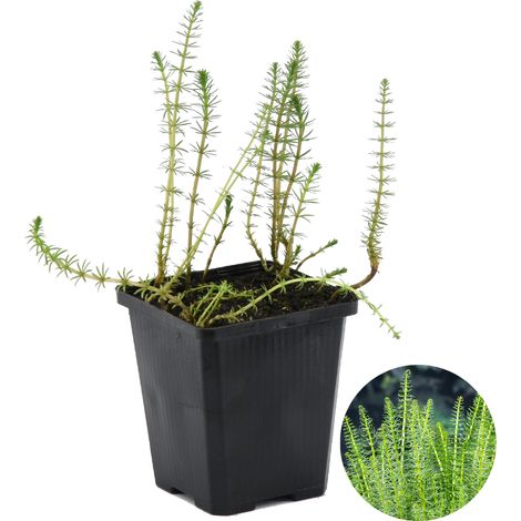 Bloomique - Hippuris Vulgaris - Hippuride - Plantes de bassin - Plantes aquatiques - Rustique - Hauteur 10-20 cm - Pot 11 cm
