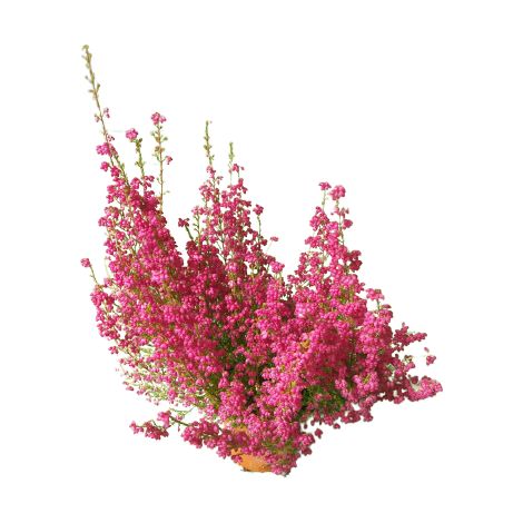 Erica Gracilis
