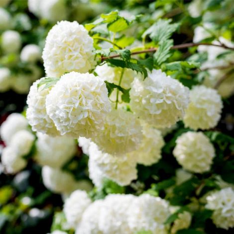 Viburno palla di neve "Viburnum opulus Roseum" pianta da siepe in vaso ø19 cm