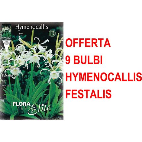 OFFERTA 9 BULBI HYMENOCALLIS ISMENE FESTALIS BULBS BULBES