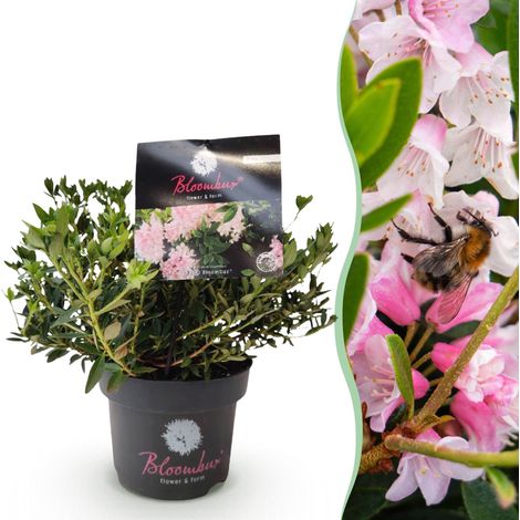 Rhododendron Nain Light Pink - Arbuste Persistant Fleurs Rose Clair - Pot 17cm 30-40cm - PANGIVO (1/5)