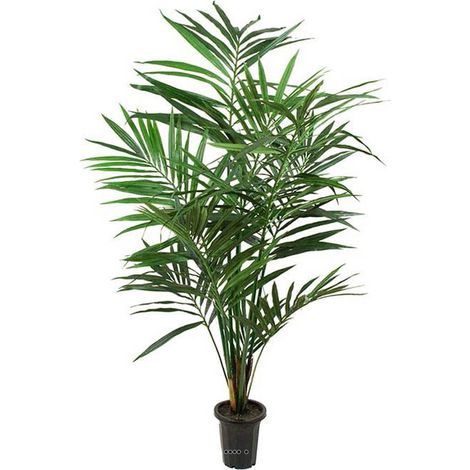 Palmier Kentia artificiel H 180 cm Dense Aerien en pot - dimhaut: H 180 cm - couleur: Vert