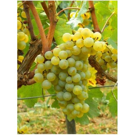 Vigne 'Chardonnay' Pot de 2L/3L