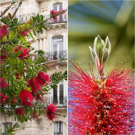 Semillas de Limpiatubos Rojo. Callistemon Citrino. 20000 Semillas