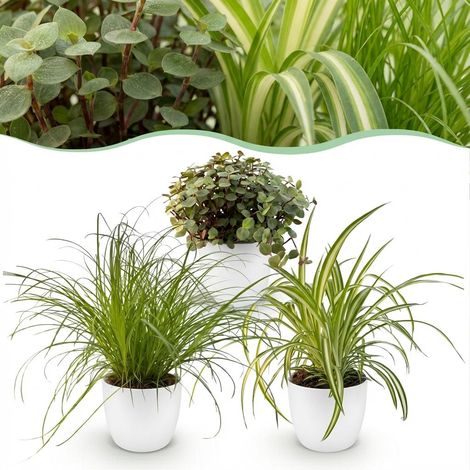 Mix de 3 Plantes d'Intérieur Non Toxiques Animaux avec Pots Blancs 12 cm Hauteur 20 cm - PANGIVO (1/5)