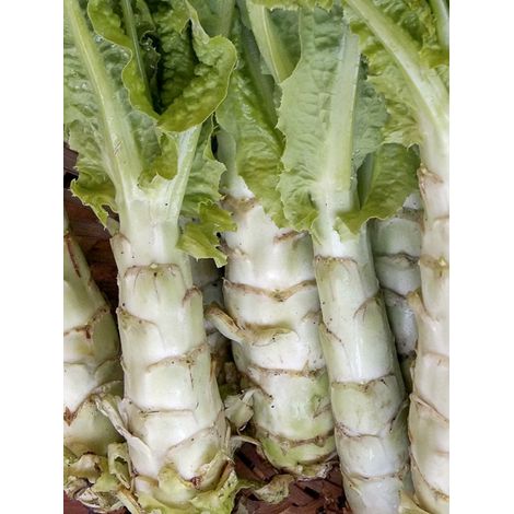 Laitue chinoise, Laitue asperge le sachet de 400 graines (1/2)