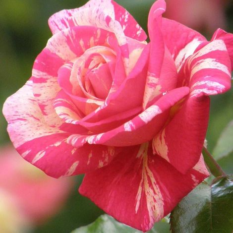 Rosier arbustif Claude Monet® 'Jacdesa'/Pot de 10 L - 1/2 tige (1/4)