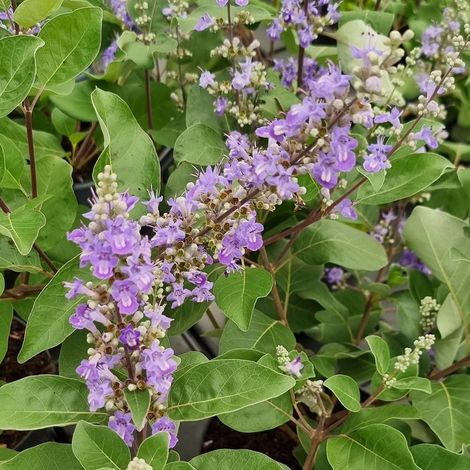 Arbre au poivre Blues 'Daniel Searle', Vitex, Gattilier/Pot de 3L - 20/40 cm