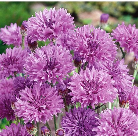 5000 Purple Cornflower Seeds, Compact Spotted Cornflower Seeds, Variegated Wildflowers, Low Maintenance, to Beautify Your Green Space