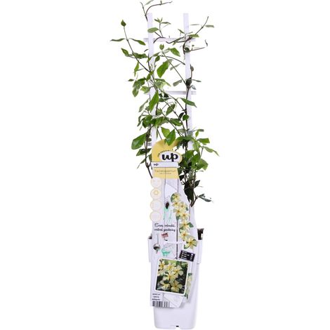 Jasmin de Toscane Jaune Trachelospermum Star of Toscana Plante Grimpante Parfumée Ø15 cm H65 cm - PANGIVO (1/5)