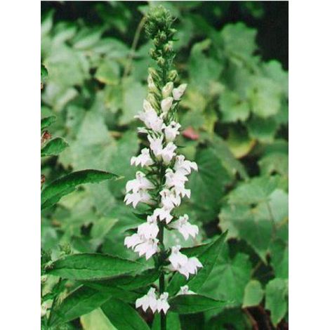 Lobélie siphilitique 'Alba' Godet de 8/9 cm (1/3)
