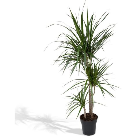 Dracaena Marginata Plante d’intérieur feuillage vert d’ombre Pot 21 cm Hauteur 115 cm - PANGIVO (1/5)