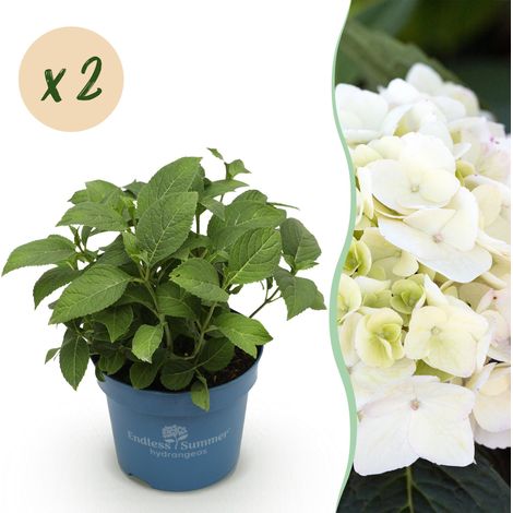 Lot de 2 Hortensias Hydrangea Endless Summer The Bride Blancs - Pot 14cm - Hauteur 20-25cm - PANGIVO (1/5)