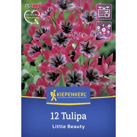 Kiepenkerl Herbstblumenzwiebel Wildtulpe Little Beauty 12 Stück (1/2)