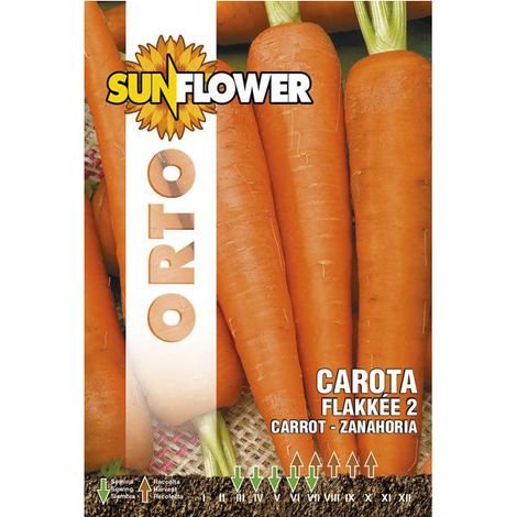 Graines de carotte Flakkee 2 Tournesol