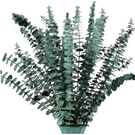 16 branches d'eucalyptus séchées et conservées, 43 cm de plante d'eucalyptus fraîche pour la douche, véritable bouquet d'eucalyptus pour garnir un vase (1/5)