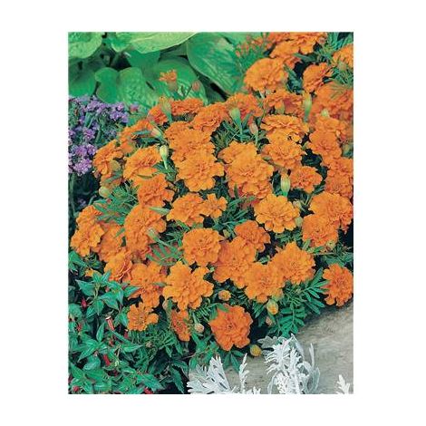 OEILLET D INDE MANDARINE - 0.5 G