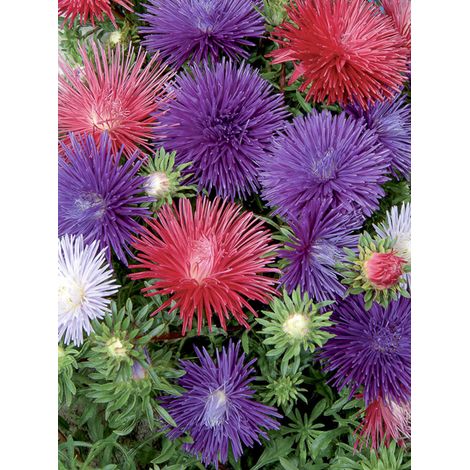 Reine-marguerite 'Starlight Mixed' le sachet de 250 graines (0,5g) (1/2)