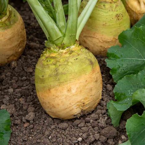 Rutabaga Wilhelmsburger (à Collet Vert) - Légumes d'Autrefois Vilmorin (1/2)