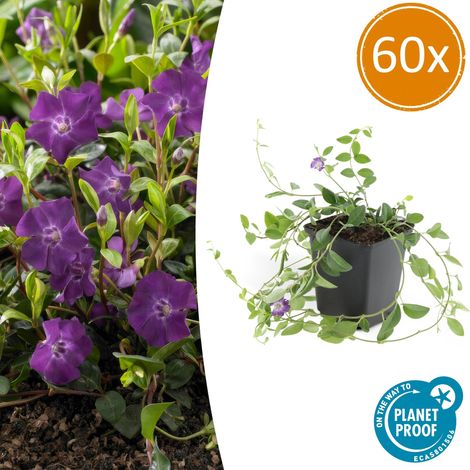 60x Vinca minor 'Atropurpurea' Petite Pervenche Couvre-sol Persistant Fleurs Violettes Ø9cm - PANGIVO (1/5)