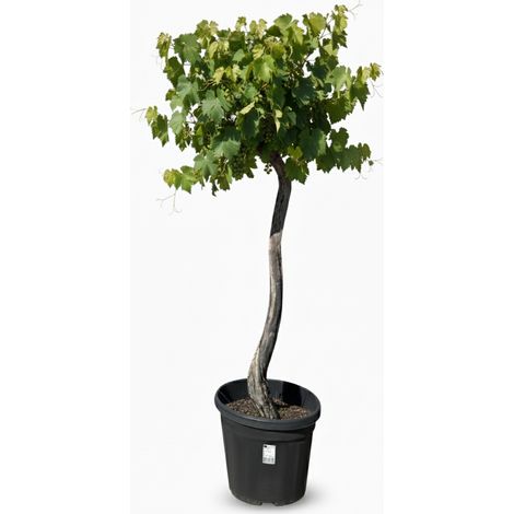 Vitis vinifera « Red Globe » – vigne, 200 cm, pot de 45 L (1/5)