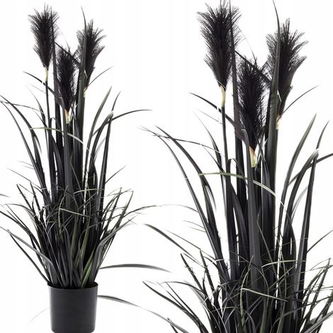 Erba della pampa nera in un grande vaso da 80 cm (1/5)