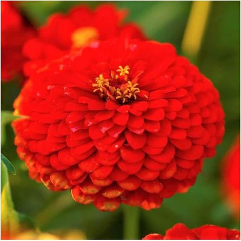 Graines Fleurs Zinnia Rouge Elegans – 1000 pcs, Floraison Longue Durée, Résistant à la Chaleur, Engrais Inclus (1/3)