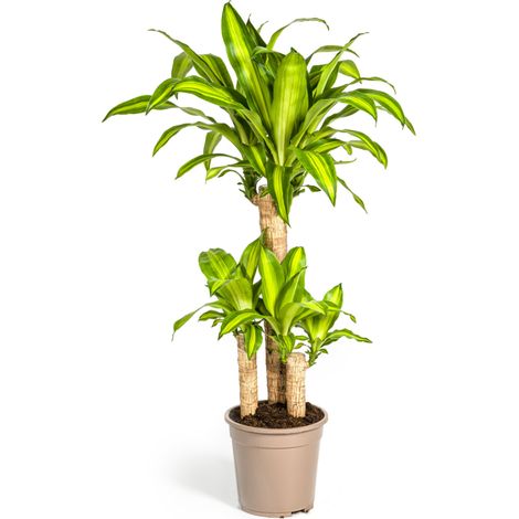 Dracaena Fragrans Massangeana Plante d'Intérieur Tropicale Feuillage Vert et Jaune Ø21cm H90-110cm - PANGIVO (1/5)