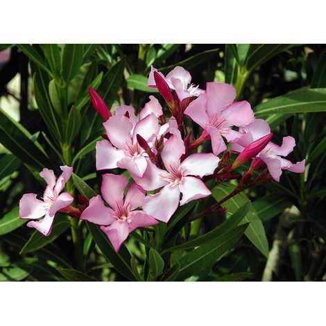 Nerium oleander da seme "rosa" - oleandro - alveolo forestale (1/2)