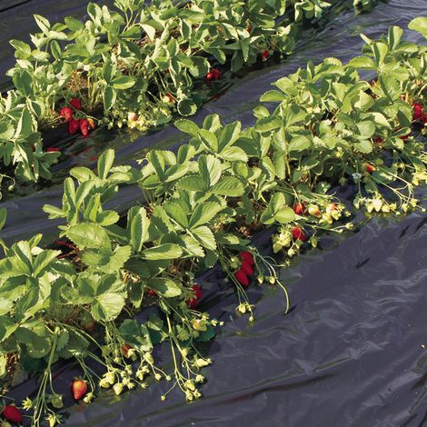 FILM DE ACOLCHAMIENTO PARA FRESAS FRESAFILM RECYCLEAN 1.4X10 M NEGRO NORTENE